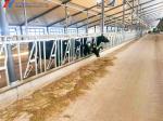 Steel Cattle Sheds Easy Install Prefabricated Cow Farm Building