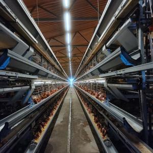 Wholesale 8 Degree Bottom Commercial Battery Layer Cage With PP Manure Belt from china suppliers