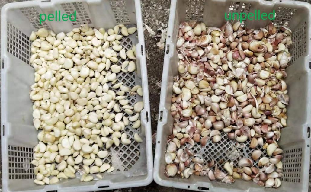 Wenyao Auto Dehydrated Vegetable Sorting Machine 2 Chutes Optical