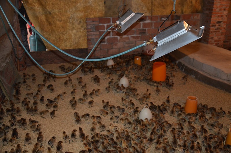 Catalytic Ceramic Infrared Heater 3000 - 5000pa Brooder Heater For Chicks