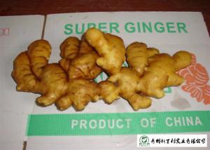 Wholesale Medicinal Value Organic Fresh Ginger , Chinese Fresh Young Ginger For Swelling from china suppliers