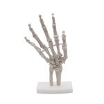 Human Life Size Finger Bone Flexible for Medical Demonstration Study Education