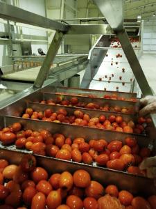 Wholesale Water Filtering Concentrating Tomato Processing Line from china suppliers