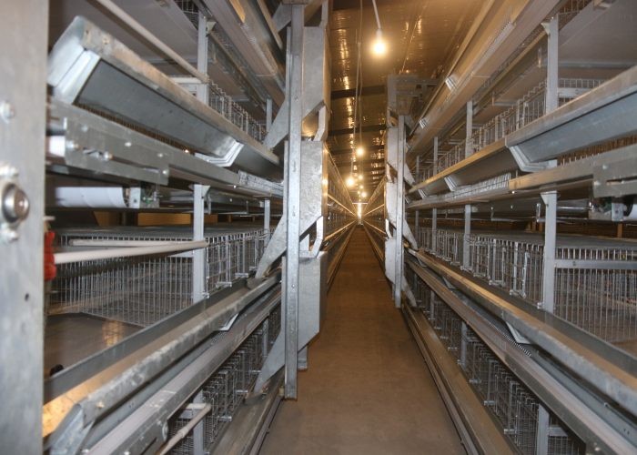 Q235 Poultry Farming H Type 4 Tier Layer Chicken Cage