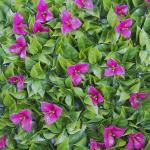 Decorative Anti UV Artificial Plant Wall Panel 4*25 For Outdoor Synthetic