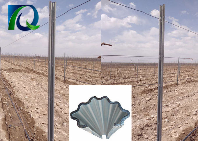 C Type Metal Vineyard Trellis Posts 275G/M2 Hot Galvanized Easy Set - Up