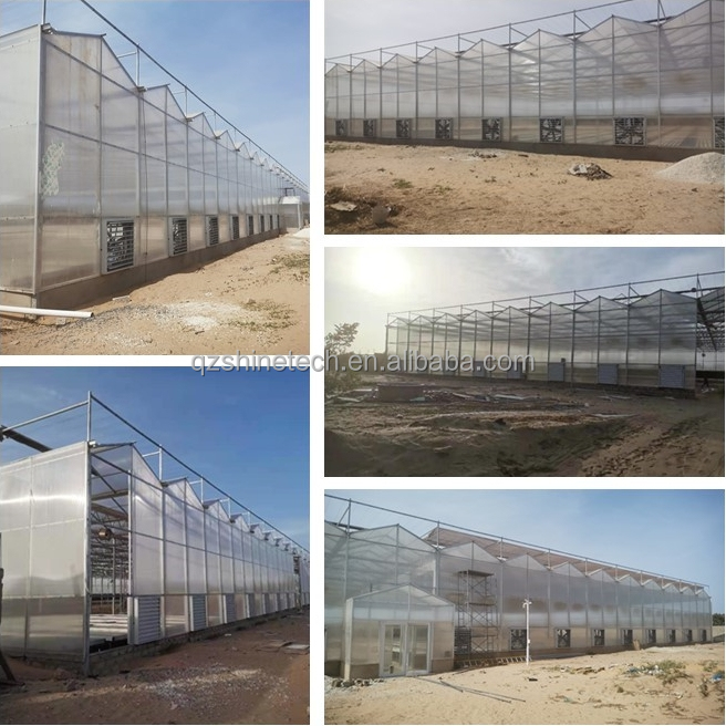 Industrial Polycarbonate Sheet Greenhouses Ideal for Growing Vegetable Fruits Flowers