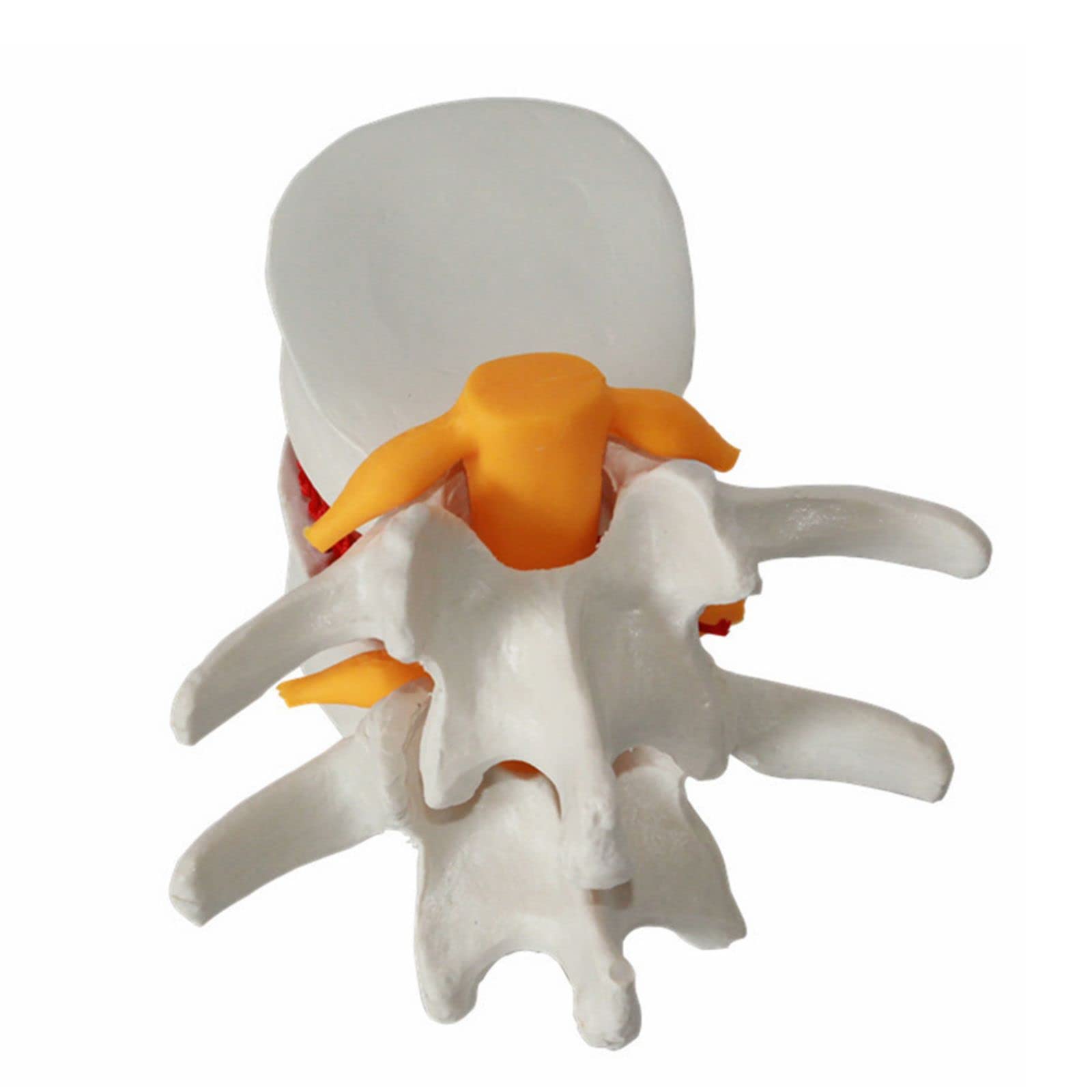 Mini Interactive Anatomical Skeleton Model For Teaching
