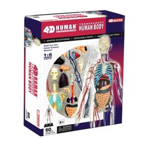 Wholesale 35cm Skeleton 60 Parts Human Anatomy Model Toy 4d Master Homeschool Education from china suppliers