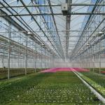 Soilless Culture Film Greenhouse Design for Vegetables and Temporary Heating