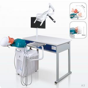 Wholesale College School Phantom Head Dental Simulator Durable For Dentistry from china suppliers