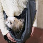 Professional supplier customized Amazing design fashion style travel Pet Sling