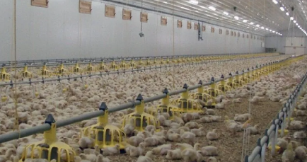 Galvanized Weather-Resistant Steel Structure Prefabricated Chicken House with Easy Rinse and Disinfect Design