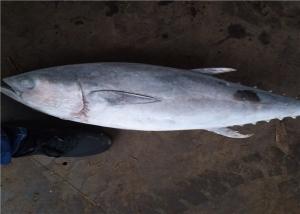 Wholesale BQF Freezing 6kg Whole Round Frozen Yellowfin Tuna from china suppliers