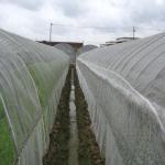 50m agriculture net export to vietnam market