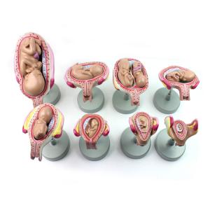 Wholesale 11kgs 33cm Fetal Development Models For Medical Education from china suppliers