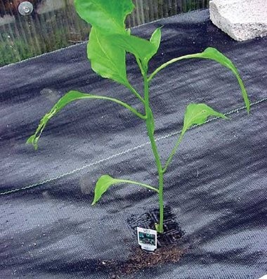 Customized seedling garden containers air pruning container plastic root pruning from 0.6mm to 1.2mmPVC/HDPE