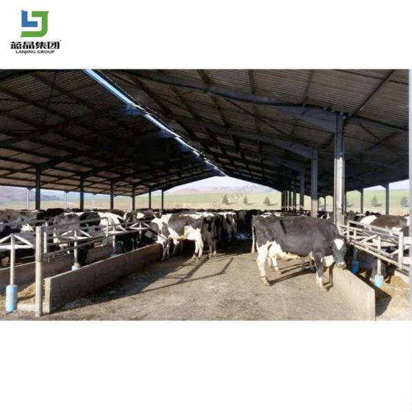 Prefabricated Cattle Goat House Steel Structure Dairy Farm Building Cow Barn