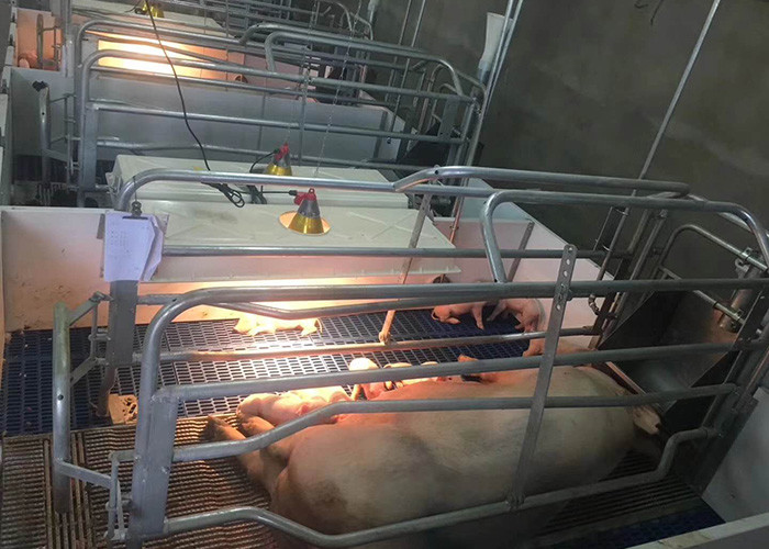 Galvanized swine Sow Farrowing Crate 2.4*1.8m width adjustable