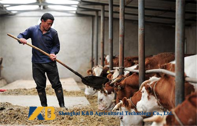 65% Protein Steam Dried Fish Meal Powder Contains Unknown Growth Factor For Cattle