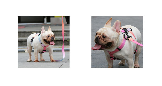 Personalized Dog Collar And Leash Set Gradient Nylon Rope Dog Lead