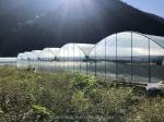 Shine Tech Multi Span Plastic Film Greenhouse For Tomato And Strawberry