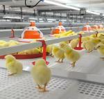 Automatic Harvesting Broiler Cage Steel Poultry Houses