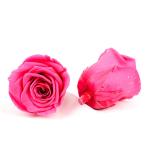 Allergy Friendly 5-6cm Preserved Rose Flower Heads