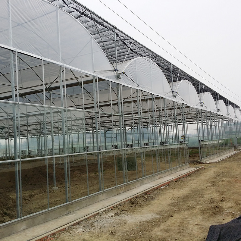 Hot Sale Customized Poly Tunnel Multi-span UV Resistant Film Greenhouses for Tomato