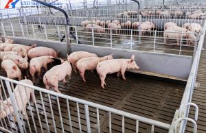 Wholesale 304 Stainless Steel Piglet Feeder Piggery Equipment For Livestock Piglet from china suppliers