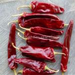 HACCP Dried Guajillo Chili A Grade Medium Spicy For Marinades