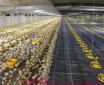 Broiler House Grow Room Environment Controller, Multi Channel Temperature