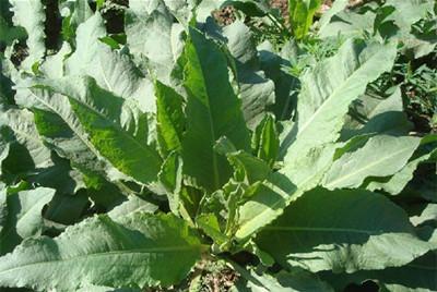 Sorrel herb powder, Sorrel herb Extract, Chinese Manufacturer supply, Yellow