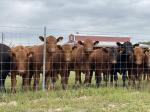 Farm Agricultural Field High Tensile Cattle Fence 100m Length