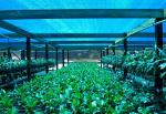 Greenhouse Shade Net ，Agricultural Shade Cloth For Flower Farm