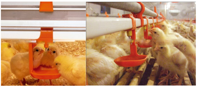 With lock locking Square Pipe Chicken poultry Nipple Drinker water Hanging Suspension Drip cups