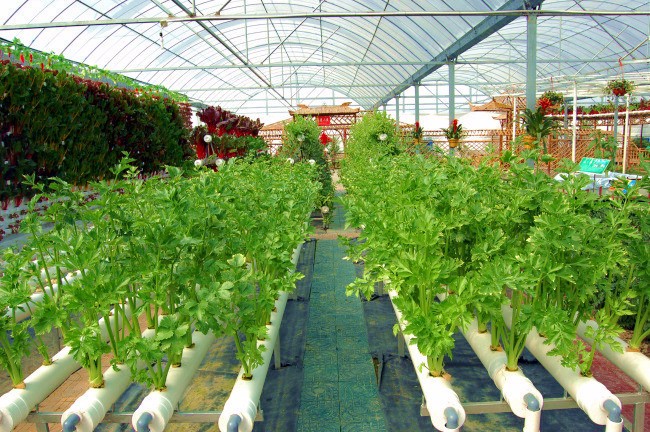 Ventilation Vents for Optimal Growth of Tomatoes and Other Vegetables in Greenhouse