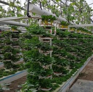 Wholesale Po/PE Film Hydroponic Greenhouse For Vegetables Double Layer from china suppliers