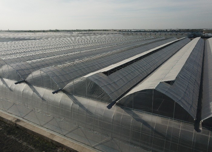 Multi Span Film Greenhouse Structure Commercial Frames Large Plants Growing