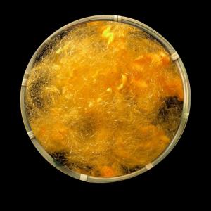 Wholesale Environmental Protection Dope Dyed Polyester Staple Fiber For Household Textiles from china suppliers