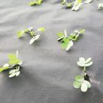 140gsm Pp Spunbond Nonwoven Weed Guard Fabric