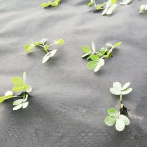 Wholesale Anti Grass Spunbonded 120gsm Weed Barrier Fabric from china suppliers