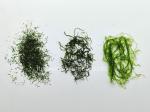 Nutrient-Rich 500g Oceanic Green Prolifera Powder For Salads Vegan Sushi Rolls