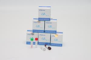 Wholesale ISO9001 Fast Helicobacter Pylori Virus RT PCR Test Kit High Accuracy from china suppliers