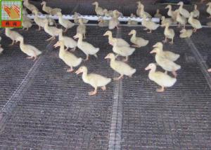 Wholesale Heavy Duty Strong Fence Breeding Plastic Poultry Netting from china suppliers