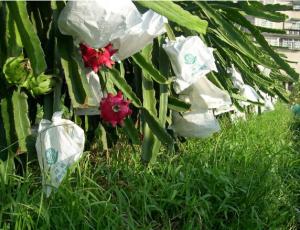 Wholesale Dragon fruit protection paper bag factory price 12 years experience from china suppliers