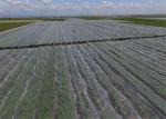 Durable HDPE Plastic Insect Mesh Netting For Crop Damaged Protection