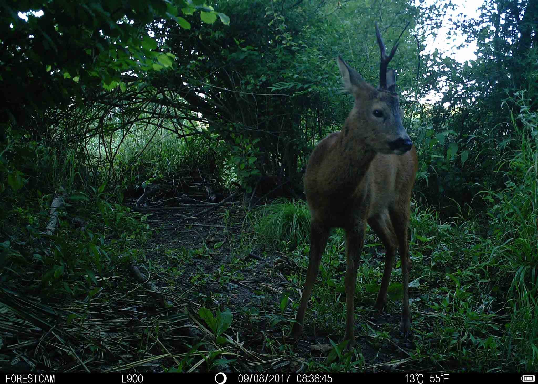 4G No Glow Waterproof Wireless Hunting Trail Cameras Bluetooth Connection