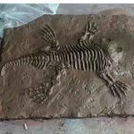 Shopping Mall Dinosaur Bone Replicas , Dinosaur Replica Fossil Skulls
