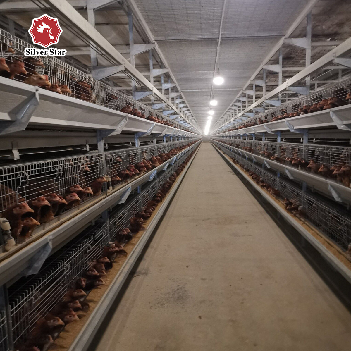 SGS Automatic Broiler Chicken Cage ISO9001 Q235A Hot Dipped Galvanized